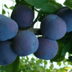 Слива Ренклод Советский 4-5л