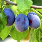 Слива Смолинка 4-5л