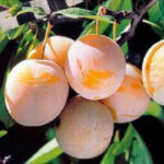 Слива Светлячок 4-5л