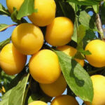 Слива Утро 4-5л