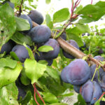 Слива Венгерка новая 4-5л