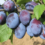 Слива Венгерка ранняя 4-5л