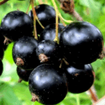 Смородина черная Чая 5л