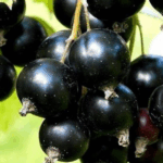 Смородина черная Краса Львова 5л