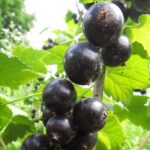 Смородина черная Очарование 5л