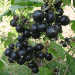 Смородина черная Соболинка 5 л — изображение 3