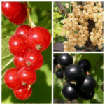 Смородина микс (БЕЗ СОРТА) 10 л