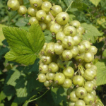 Смородина зеленая Снежная Королева 2 л