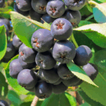 Сорбарония (рябина+арония) 3,5л