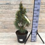 Сосна черная Комет d23 (5л)