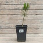 Сосна сибирская кедровая 3л