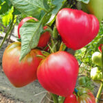 Томат Абаканский розовый кассета