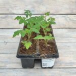 Томат Черри красный кассета — изображение 2