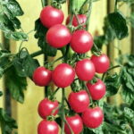 Томат Черри розовый кассета