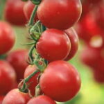 Томат мини Сладкая встреча кассета