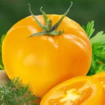 Томат Илья Муромец кассета