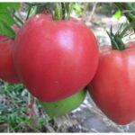 Томат Краса Сибири кассета