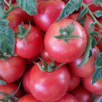 Томат Ляна кассета