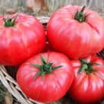 Томат Медовый кассета