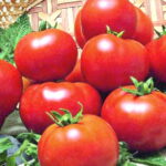 Томат Пламя Агро кассета