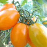 Томат Сибирский желтый кассета