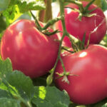 Томат Волгоградские зори кассета