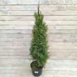 Туя западная Смарагд (5л) d23