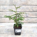 Туя западная Брабант d9-10