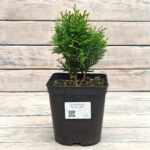 Туя западная Даника "Danica" d17 (2л) высота 30+