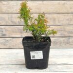 Туя западная Фаер Чиф "Fire Chief" d17 (2л) высота 30+