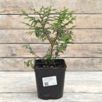 Туя западная Глобоза "Globosa" d17 (2л) высота 30+