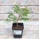 Туя западная Глобоза "Globosa" d9-10