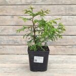 Туя западная Голден Брабант "Golden Brabant" d17 (2л) высота 30+