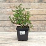 Туя западная Эльвангериана "Ellwangeriana" d17 (2л) высота 30+