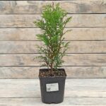 Туя западная Литл Гиант "Little Giant" d17 (2л) высота 30+