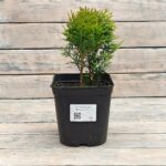 Туя западная Мириам d17 (2л) высота 30+