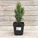 Туя западная Смарагд d17 (2л) высота 30+