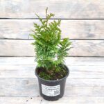 Туя западная Спиралис "Spiralis" d9-10