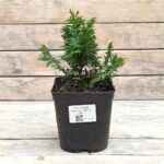 Туя западная Спиралис "Spiralis" d17 (2л) высота 30+