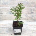 Туя западная Вагнери "Wagneri" d9-10