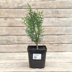 Туя западная Вагнери "Wagneri" d17 (2л) высота 30+