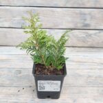 Туя западная Вареана Лютесценс "Lutescens" d9-10