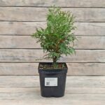 Туя западная Вудварди "Woodwardii" d17 (2л) высота 30+