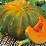 Тыква мускатная Мускадэ Агро кассета