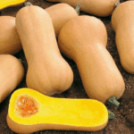 Тыква мускатная Мускатная кассета