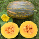 Тыква мускатная Витаминная кассета