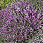 Вереск Раднор "Radnor" d9-10