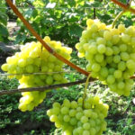 Виноград Августин 0,8л