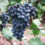 Виноград Чарли 3л