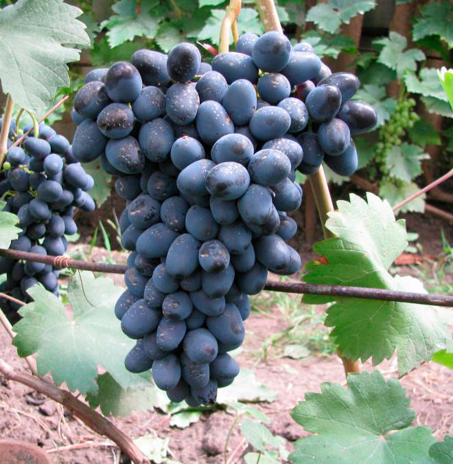 Виноград Чарли Виноград Чарли 3л — изображение 1